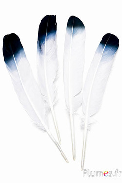 Zwaan zijde - 25-30 cm - wit-zwart